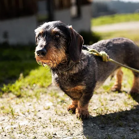 Wildkogel - Wildkogel