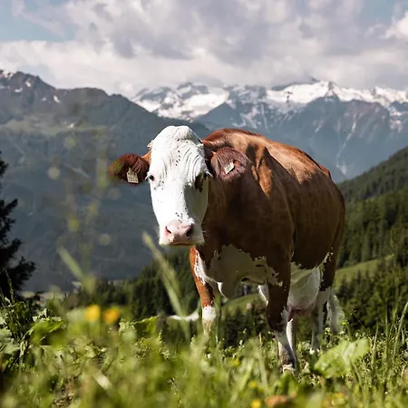 Wildkogel - Wildkogel 4*