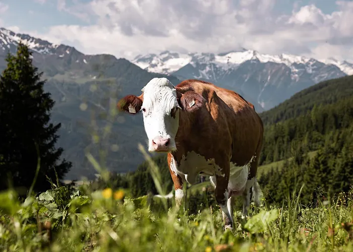Wildkogel - Wildkogel 4*